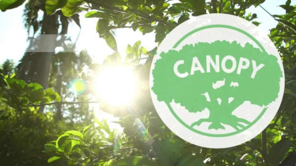 Canopy logo over treetops with sunlight beaming through.